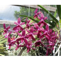 357- Neostylis Pink