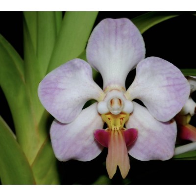 336- Vanda foetida - PRÉ-ADULTA