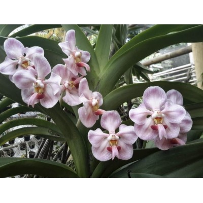 336- Vanda foetida - PRÉ-ADULTA