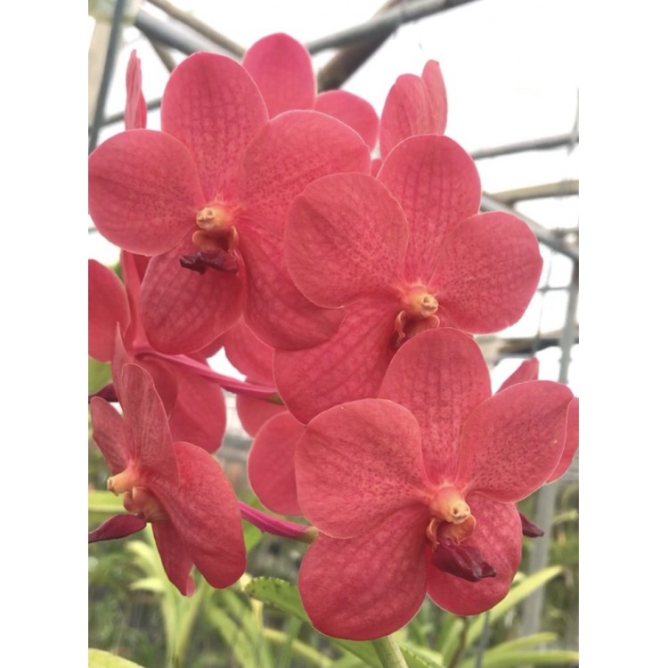 342- Vanda Lena Kamolphan x V. Wilas