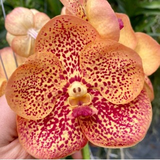 382- Vanda Penny Gold Mei Pyng