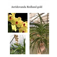 06- AERIDOVANDA REDLAND GOLD `CROWNFOX HOT LIPS´ FCC/AOS