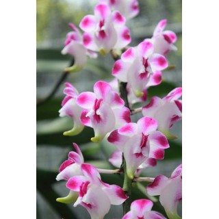 236 - Aerides Korat Koki AM - Vandario Mokara