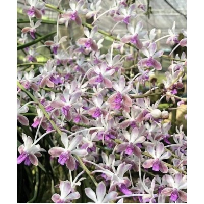 99 -Seidenfadenia mitrata x Vanda lamellata - Plantas duplas- haste floral - Vandario Mokara