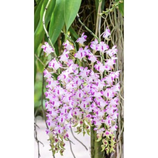 236 - Aerides Korat Koki AM - Vandario Mokara