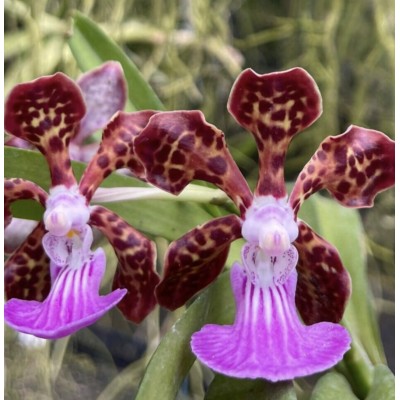 88- Papilionanda Parkson Fragrance - Vandario Mokara 