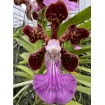 88- Papilionanda Parkson Fragrance - Vandario Mokara 