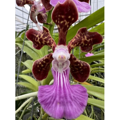 88- Papilionanda Parkson Fragrance - Vandario Mokara 