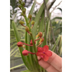 06- Vanda Little Ruby