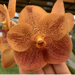 152 - Vanda Sonia Deccacch '502' - Vandario Mokara