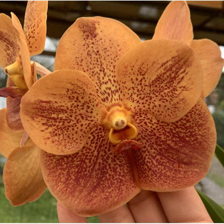 152 - Vanda Sonia Deccacch '502' - Vandario Mokara