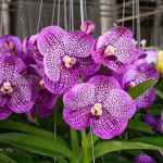 2230- Vanda Somsri Blue Classic X Vanda Chullè 194 - Vandario Mokara