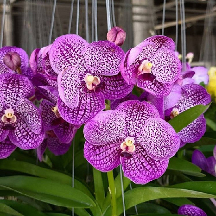 2230- Vanda Somsri Blue Classic X Vanda Chullè 194 - Vandario Mokara