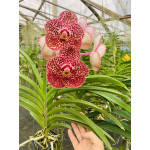 06- Vanda Kulwadee Fragrance x Conference Gold - Vandario Mokara