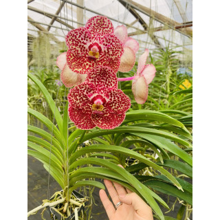06- Vanda Kulwadee Fragrance x Conference Gold - Vandario Mokara