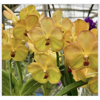 84- Vanda Nopporn Golden Hill x Butterfly