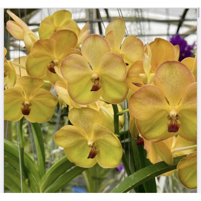 84- Vanda Nopporn Golden Hill x Butterfly