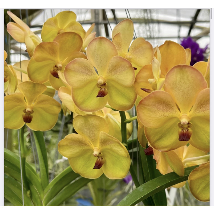 84- Vanda Nopporn Golden Hill x Butterfly
