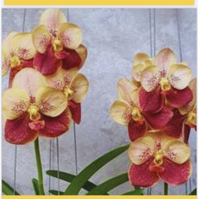164 - Vanda Suvarnabhumi Carnival -Vandário Mokara