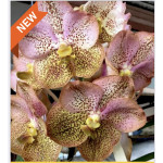 208 - Vanda Ananiah Tkachenko - Vandario Mokara