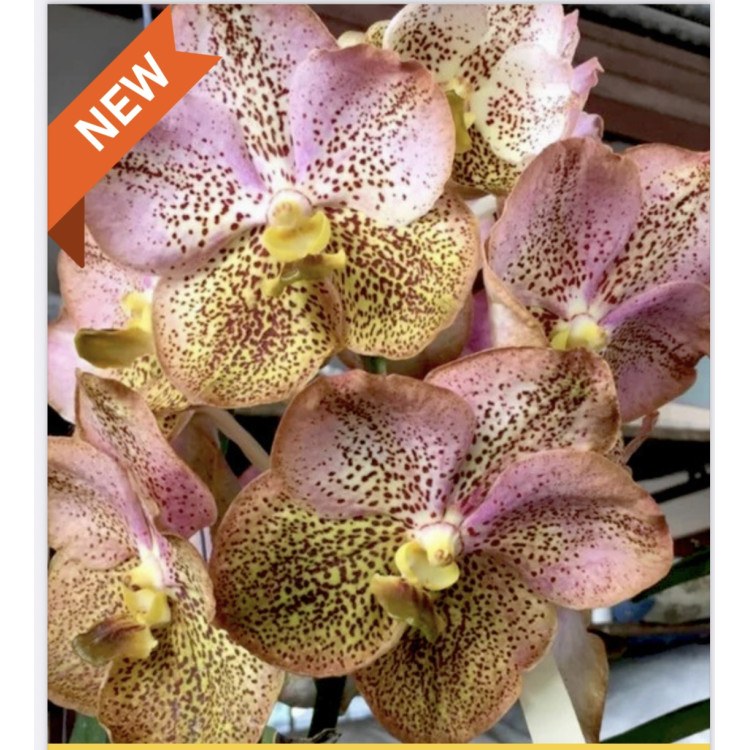 208 - Vanda Ananiah Tkachenko - Vandario Mokara