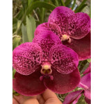 208 - Vanda Urawaian Belle, Red Berry - Vandario Mokara