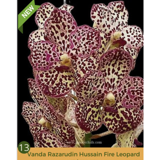 100 -Vanda Razarudin Hussain "Fire Leopard" - Vandario Mokara