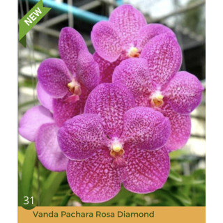 176 - Vanda Pachara Rosa Diamond