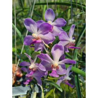 136- Paraphalaenopsis laycokii x Van.Kouishiro Ikai - Vandário Mokara