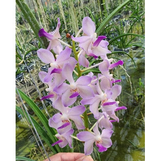 136- Paraphalaenopsis laycokii x Van.Kouishiro Ikai - Vandário Mokara