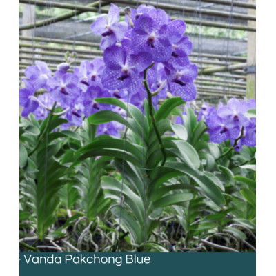 07 - Vanda Pakchong Blue - Vandario Mokara