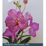 333- Vanda Classic Chulleè Pink - Vandario Mokara