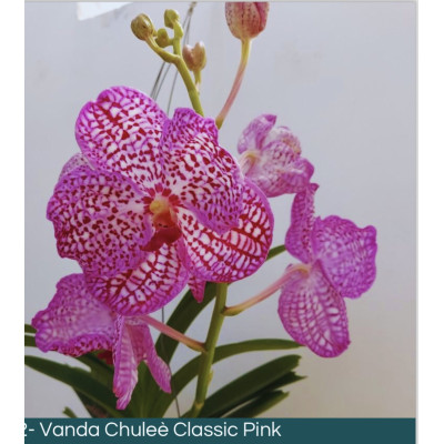 333- Vanda Classic Chulleè Pink - Vandario Mokara