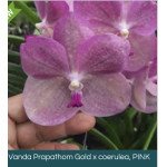 11- Vanda Prapathom Gold x coerulea, PINK  - Vandario Mokara