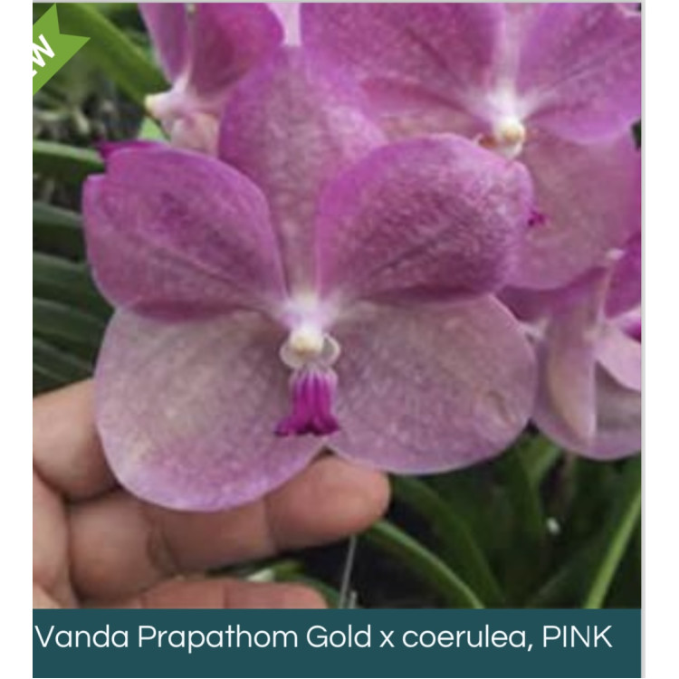 11- Vanda Prapathom Gold x coerulea, PINK  - Vandario Mokara