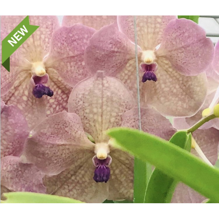 05- Vanda Prapathom Gold x coerulea, Blue-Grey Purple - Vandario Mokara