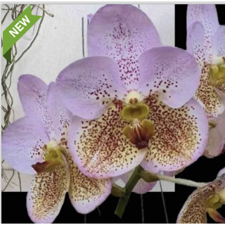 111 - Vanda Thonglor x Sanderiana x Suksamram Gold- Vandario Mokara