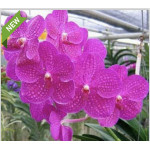 129- Vanda Siriporn Pink - Vandario Mokara