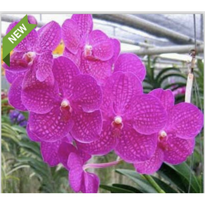 129- Vanda Siriporn Pink - Vandario Mokara