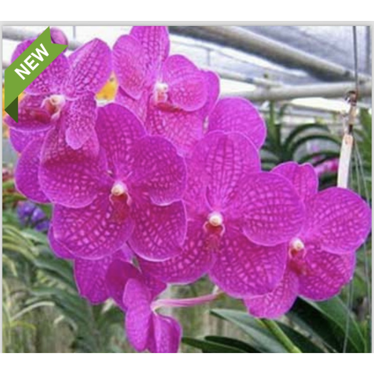 129- Vanda Siriporn Pink - Vandario Mokara