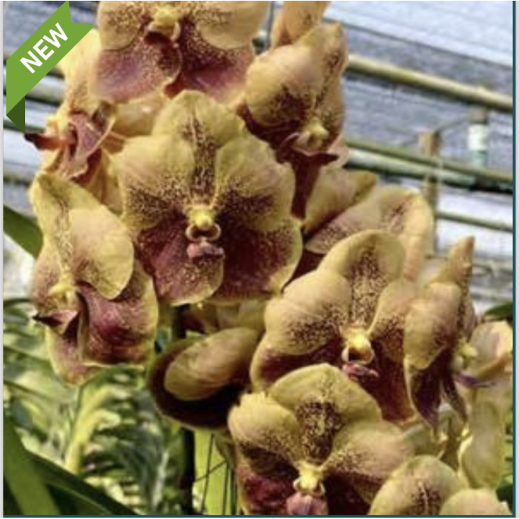 146 -Vanda Taveesuksa x Varut Leopard ,7 - Vandario Mokara