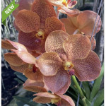 152 - Vanda Sonia Deccacch '502' - Vandario Mokara