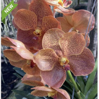 152 - Vanda Sonia Deccacch '502' - Vandario Mokara