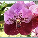 209 - Vanda Thonglor x Vanda Sanderiana -PLANTAS DUPLAS - Vandario Mokara