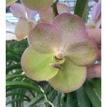 146 -Vanda  Yellow Butterfly 597 - Vandario Mokara