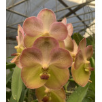 146 -Vanda  Yellow Butterfly 597 - Vandario Mokara