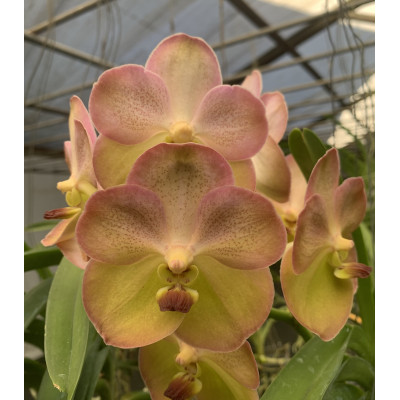 146 -Vanda  Yellow Butterfly 597 - Vandario Mokara