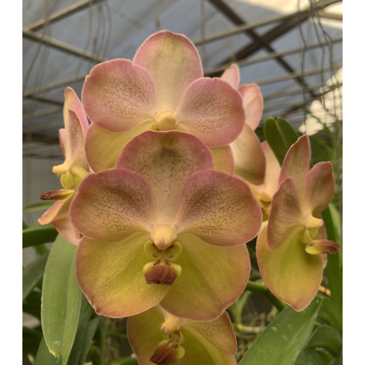 146 -Vanda  Yellow Butterfly 597 - Vandario Mokara