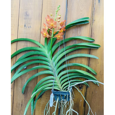 2229- Vanda Prachit Gold x Bangkhuntian Gold - Vandário Mokara