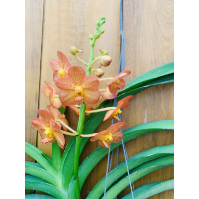 2229- Vanda Prachit Gold x Bangkhuntian Gold - Vandário Mokara